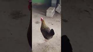 Brown Leghorn chicken very noisy [upl. by Atig]