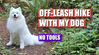 OffLeash Hike with Our Samoyed Dog  Vlog [upl. by Katzman]