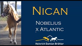 Nican Nobelius x Atlantic [upl. by Aitnauq936]