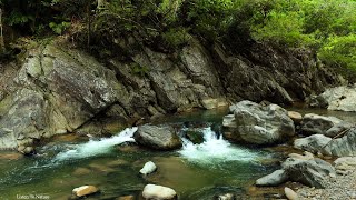 Soothing Nature Sounds Babbling Brook and Chirping Birds Relax Focus ASMR [upl. by Orsino]