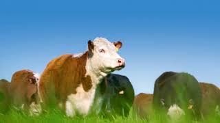 New vaccine will stop the spread of bovine tuberculosis [upl. by Alletniuq477]