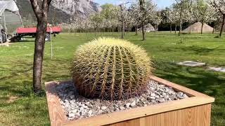 Rinvaso Echinocactus grusonii  Diari di coltivazione  Rod aprile 2021 [upl. by Akerahs]