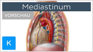 Mediastinum  Überblick Vorschau  Kenhub [upl. by Novah373]