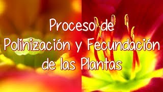 Proceso De Polinización Y Proceso De Fecundación De Las Plantas Con Flores [upl. by Sualkin]