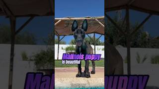 🔥Meet the Stunning 2MonthOld Malinois Puppy dog MalinoisPuppy CuteAndClever puppy [upl. by Martin]