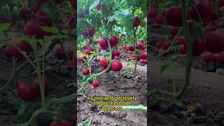 Tomato pruning gardaning viralvideo gardening gardining tomato farming fyp gardeningtips [upl. by Quinta515]