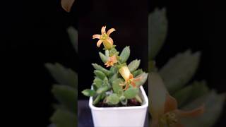 多肉植物熊童子 草莓熊 Cotyledon tomentosa  Succulent Propagation Taiwan [upl. by Cordell]