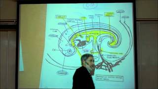 INTRO TO HUMAN EMBRYOLOGY PART 2 by Professor Fink [upl. by Ennaerb]