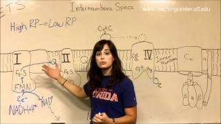 Electron Transport System  Electron Flow through ETS [upl. by Tezile]