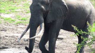 Tembe Elephant Park South Africa African Bull Elephant at the waterhole [upl. by Nanoc373]