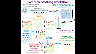 western blotting  the bumbling biochemists guide [upl. by Xella253]