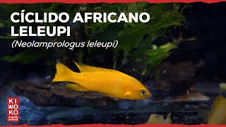 Peces Cíclidos Africano Leleupi o Cíclido Naranja Ficha Técnica 🐟 [upl. by Llohcin]