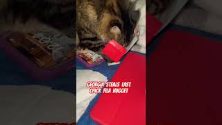 Cat Steals Chick Fila Box cats catlovers catreels catshorts funnyanimals georgia cute badcat [upl. by Follmer]