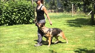 Schäferhund  Unterordnung Training  Speechless [upl. by Alyakcim551]