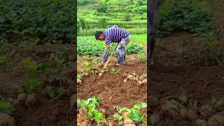 Harvest Pachyrhizus erosus farmingsatisfyingenjoyruralliferurallifeagriculturenaturerurallife [upl. by Anaizit590]