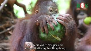 Unser neues Patentier Jeni  BOS  orangutande [upl. by Mat]