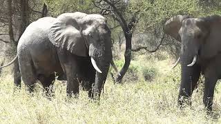 Tanzania  Tarangire National Park  Elephants [upl. by Ahsilac142]