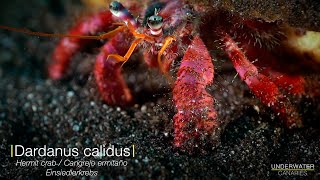 Walking hermit crab  Underwater Canaries [upl. by Anibla]