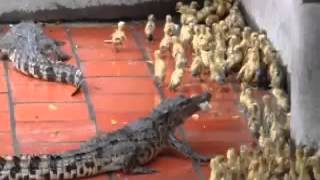 Crocodiles eats live baby ducks [upl. by Burford760]