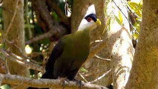 Whitecrested Turaco [upl. by Alesi]