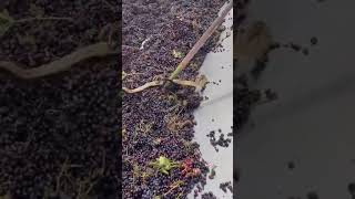 Snake got struck in grape juice making machine N4vision [upl. by Akissej]