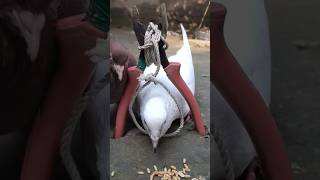 How to build a sample pigeon trapping [upl. by Itnaihc951]