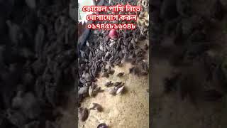 কোয়েল পাখি foryou koyelpakhipalon poultry poultryfarm মাএগ্রোফার্ম [upl. by Benioff]