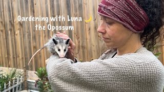 Exploring the Garden with Luna the Opossum 🌙 [upl. by Viens]