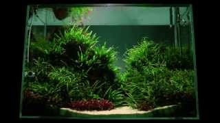 Altitude Aquascape by James Findley  The Making Of [upl. by Harim]