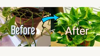 How to Propagate Pothos Vine [upl. by Laehcimaj]