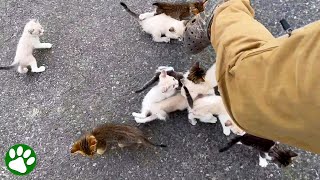 Man is ambushed by 13 homeless kittens [upl. by Karim264]