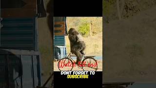 The gorilla have 1000 IQ facts automobile amazingfacts story factsinhindi facts [upl. by Amron]