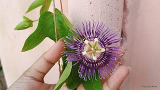 How to grow Passion Flower Krishna kamal Flower  How to grow and care Passion Flower Passiflora [upl. by Lochner]