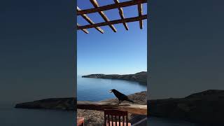 Crow eats egg on the beautiful deck at Cedros Outdoor Adventure Cedros Island [upl. by Nahtanoy]