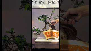 Bonsai Collection 🌲💥 034 bonsai bonsaitree shortvideo shorts art [upl. by Eemia]