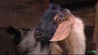 Cómo Criar Cabras Reproducción y Mejoramiento Genético  TvAgro por Juan Gonzalo Angel [upl. by Spalding]