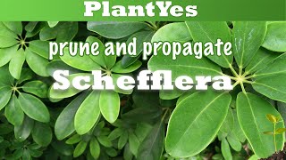 🌿 How to prune and propagate Schefflera arboricola 🌿 and showing endresult [upl. by Halilad]