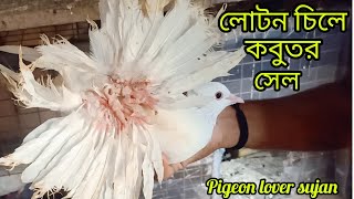 Indian fancy kobutor loton pigeon kabutar fancypigeon [upl. by Fulviah]