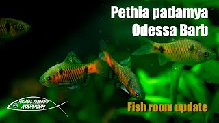 Pethia padamya  Odessa Barb  new fish moving in [upl. by Sanferd]