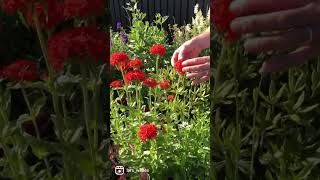 Den lækre knaldrøde staude Brændende kærlighedLychnis chalcedonica❤️ perennials blomster [upl. by Seligman]