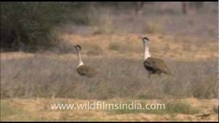 Great Indian Bustards in Rajasthan [upl. by Yasmine]