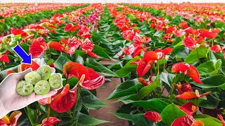 I used it to water the plants Anthurium grows fast and flowers all year round  Natural Fertilizer [upl. by Enitnemelc562]