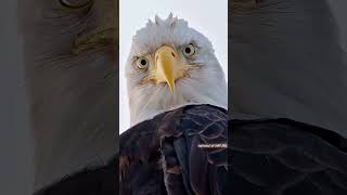 Most powerful eagle in the world by national of NATURE  animalshorts viralfeeds eagles [upl. by Rbma946]