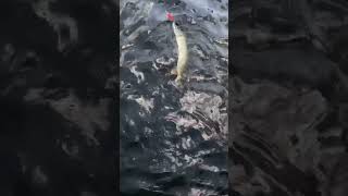 We caught a Northern Pike [upl. by Gnivri]