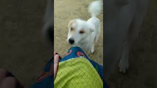 தங்கபுள்ள🦋😍 shorts shortsfeed shortsvideo doglover trending trendingshorts explore pets [upl. by Catarina]