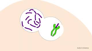 Antigen processing and presentationEndocytic pathwayExogenous pathway [upl. by Daffy938]