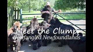 Meet our Newfies  Living with Big Dogs [upl. by Claudina474]