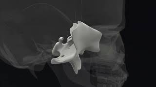 Sphenoid Hold  Lyons Institute Biodynamic Craniosacral Therapy [upl. by Eeima549]