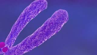 Chromosomes  Fundamentals of Biology [upl. by Kcirdef]