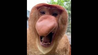 The sound of a proboscis monkey [upl. by Lindsley738]